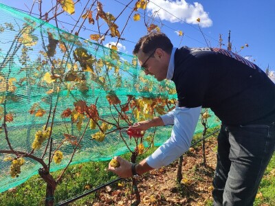 Berba grožđa u Tomislavgradu