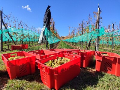 Berba grožđa u Tomislavgradu