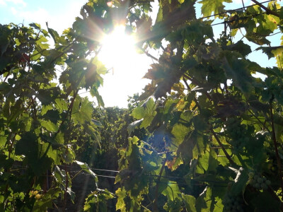 Berba grožđa u vinariji Kosović