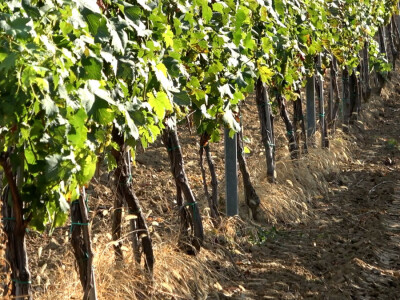 Berba grožđa u vinariji Kosović