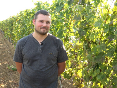 Berba grožđa u vinariji Kosović