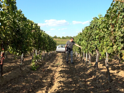 Berba grožđa u vinariji Kosović