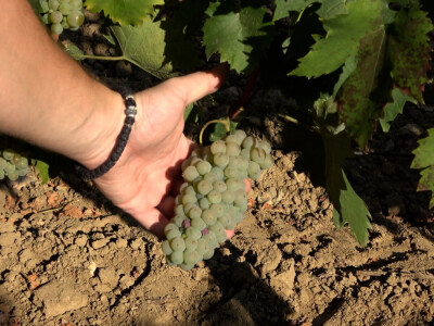 Berba grožđa u vinariji Kosović