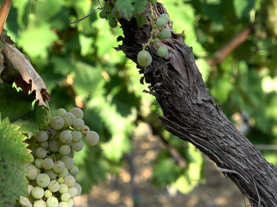 Berba grožđa u vinariji Kosović