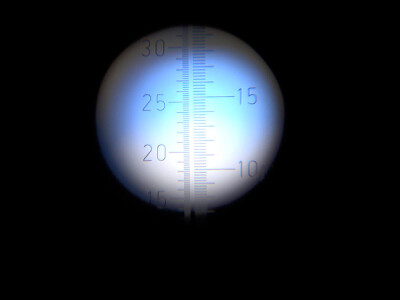 Berba grožđa u vinariji Kosović