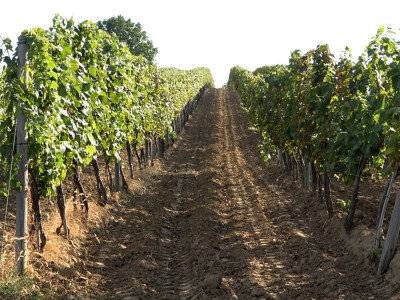 Berba grožđa u vinariji Kosović