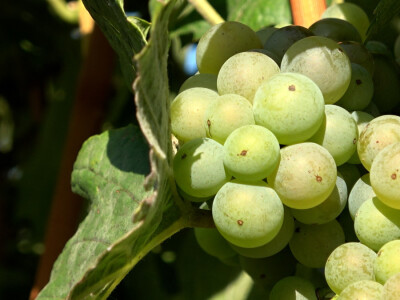 Berba grožđa u vinariji Kosović