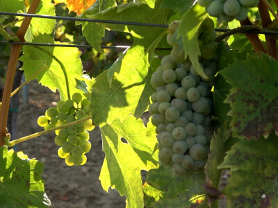 Berba grožđa u vinariji Kosović