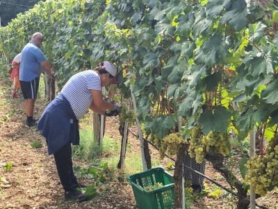 Berba grožđa u vinogradima Milas