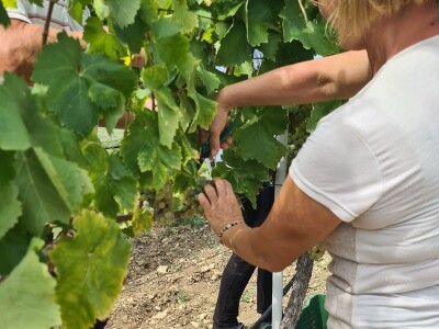 Berba grožđa u vinogradima Milas