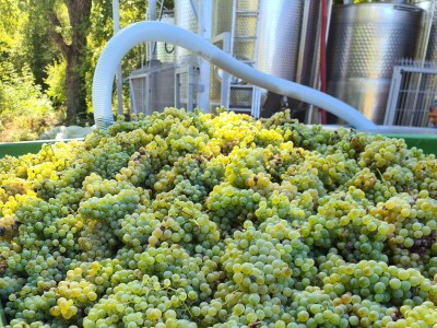 Berba grožđa u vinogradima Milas