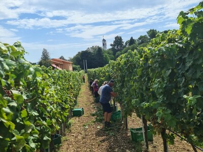Berba grožđa u vinogradima Milas