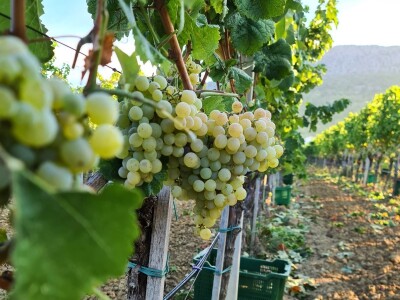 Berba grožđa u vinogradima Milas
