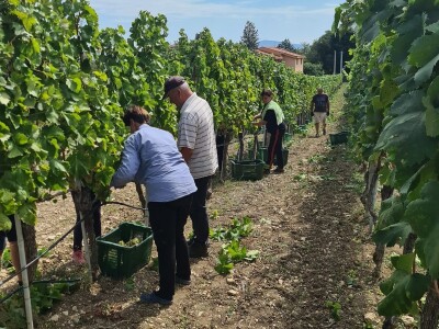 Berba grožđa u vinogradima Milas