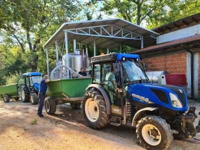 Berba grožđa u vinogradima Milas