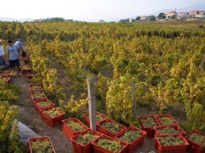 Berba grožda u vinogradima Milina
