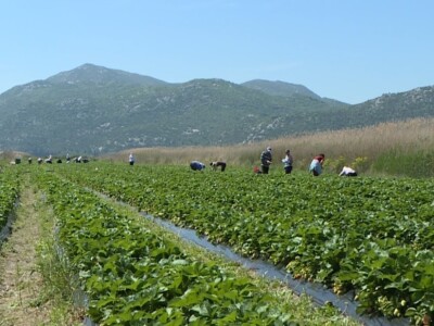Berba i otkup jagoda