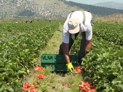 Berba i otkup jagoda