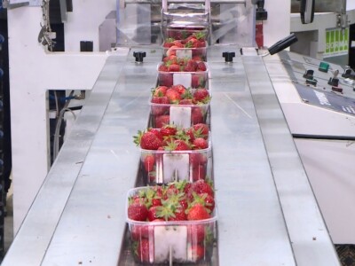 Berba i otkup jagoda