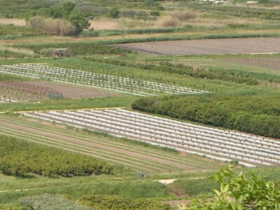 Berba i otkup jagoda