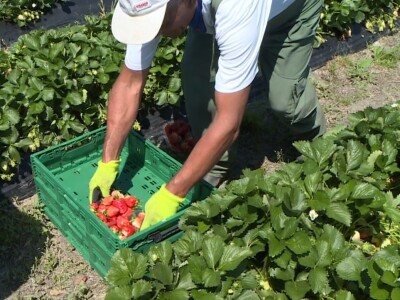 Berba i otkup jagoda