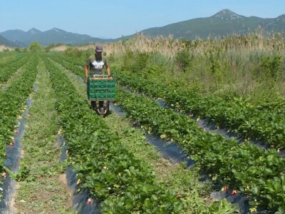 Berba i otkup jagoda