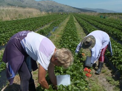 Berba i otkup jagoda