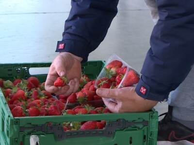 Berba i otkup jagoda