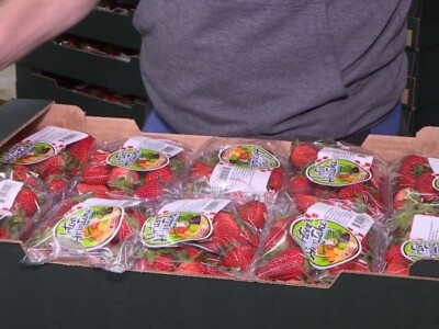 Berba i otkup jagoda