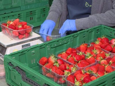 Berba i otkup jagoda