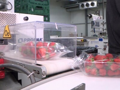 Berba i otkup jagoda