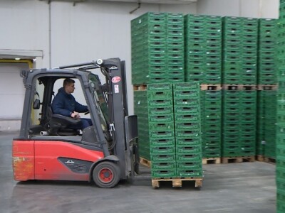 Berba i otkup jagoda