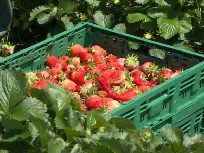 Berba i otkup jagoda