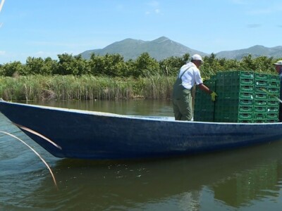 Berba i otkup jagoda