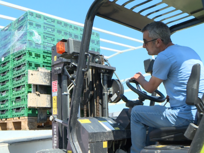 Berba i otkup jagoda