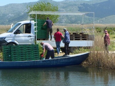 Berba i otkup jagoda
