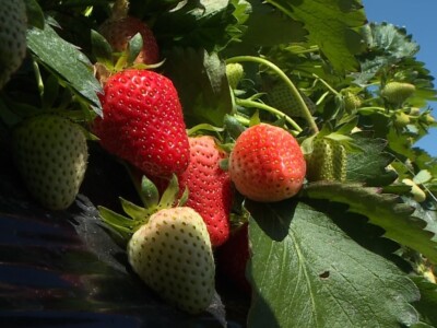 Berba i otkup jagoda