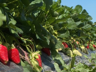 Berba i otkup jagoda