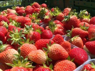 Berba i otkup jagoda