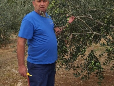 Berba i prerada maslina u Hercegovini