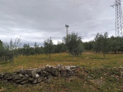 Berba i prerada maslina u Hercegovini