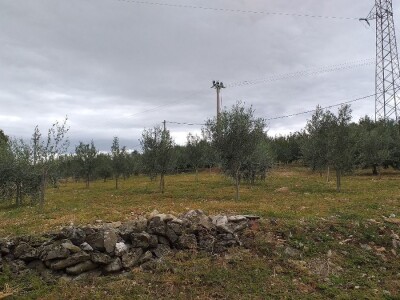 Berba i prerada maslina u Hercegovini