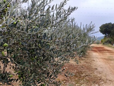 Berba i prerada maslina u Hercegovini