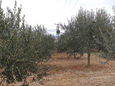Berba i prerada maslina u Hercegovini