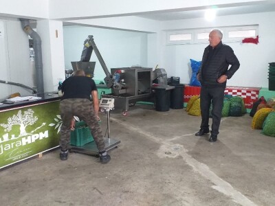 Berba i prerada maslina u Hercegovini
