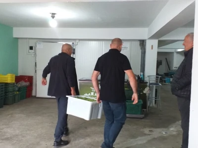 Berba i prerada maslina u Hercegovini