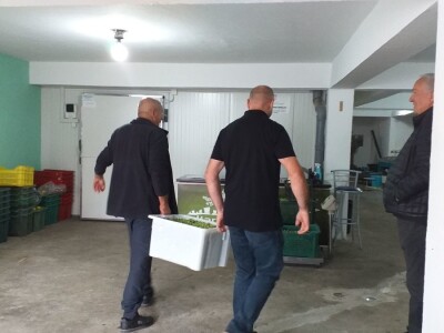 Berba i prerada maslina u Hercegovini