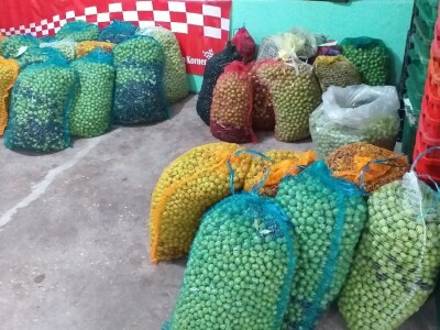 Berba i prerada maslina u Hercegovini