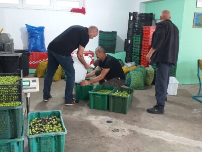 Berba i prerada maslina u Hercegovini