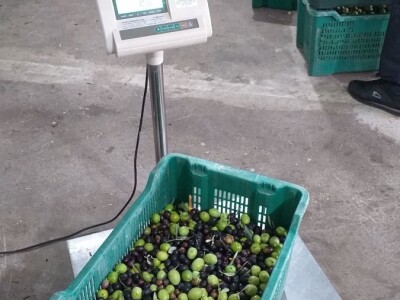 Berba i prerada maslina u Hercegovini